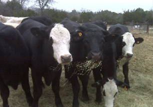 Happy Cattle